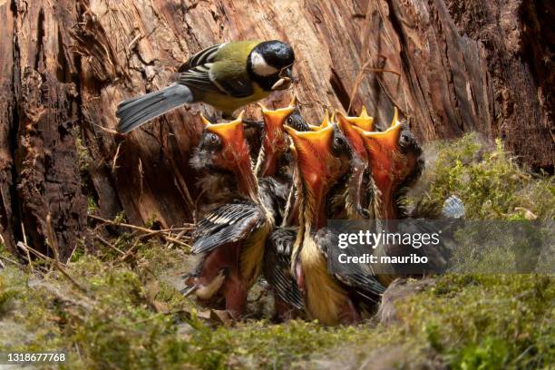 great tit in the nest in a tree trunk - chapim real imagens e fotografias de stock