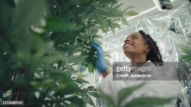 afrikanische ehtnicity-wissenschaftlerinnen überprüfen medizinische marihuana-pflanzen. sprühen der blätter. team im hintergrund. - marijuana plant stock-fotos und bilder