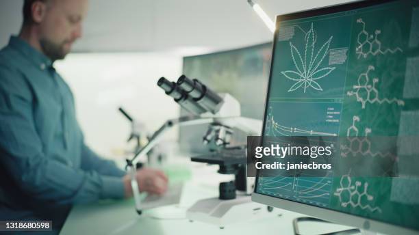 scienziato che testa marijuana medica. grafici e modelli sugli schermi dei computer. interni moderni da laboratorio - medical cannabis foto e immagini stock