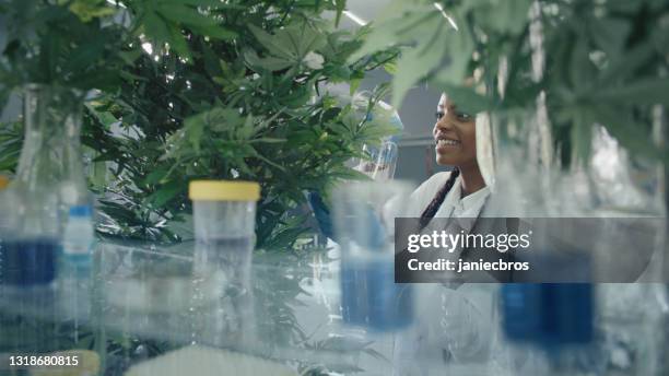 african ehtnicity female scientists checking medical marijuana plant. spraying the leaves. looking through laboratory glassware - illegal drugs at work stock pictures, royalty-free photos & images