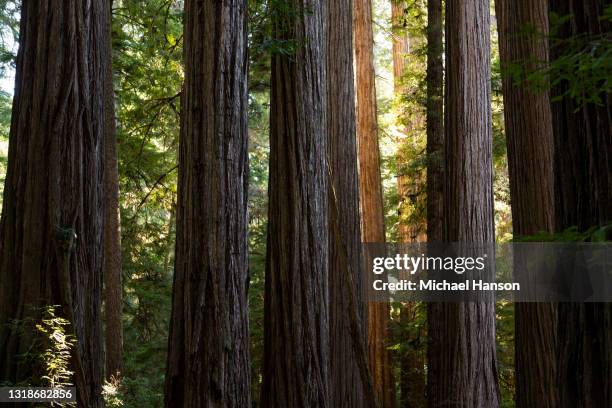 Norcal Trees Northern California Forest Photos and Premium High Res Pictures - Getty ...