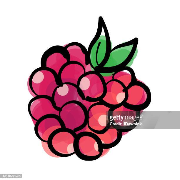 raspberry fruit isolated on white - raspberry stock illustrations