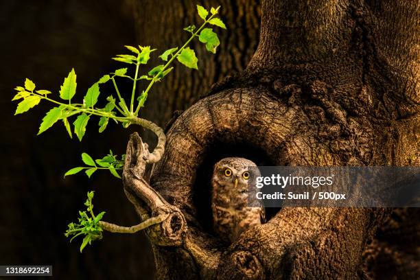 close-up of lizard on tree trunk,new delhi,delhi,india - perch stock pictures, royalty-free photos & images