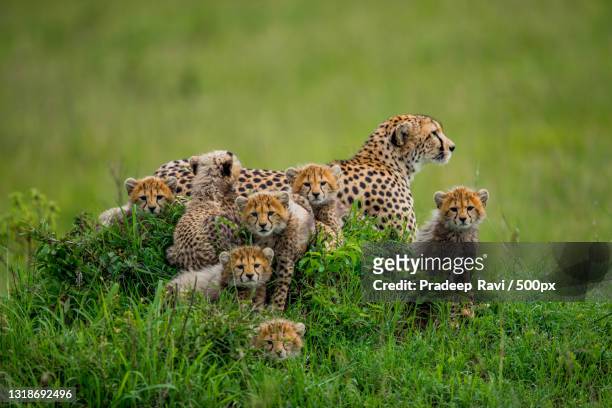 seven cheetah cubs,kenya - cub photos et images de collection
