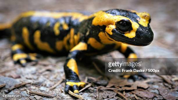 close-up of frog on wood,teinachtal,germany - salamandra fotografías e imágenes de stock