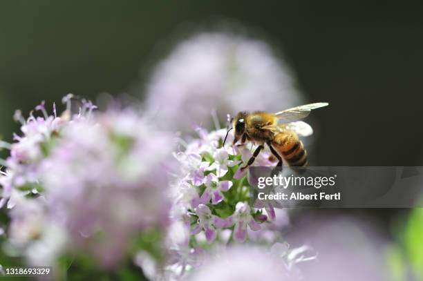 biene auf der blüte des bohnenkraut - summer savoury stock pictures, royalty-free photos & images