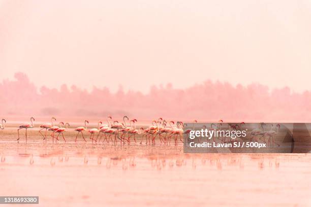 scenic view of lake against clear sky,pulicat,tamil nadu,india - flamingos ストックフォトと画像