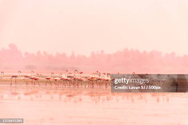scenic view of lake against clear sky,pulicat,tamil nadu,india - greater flamingo stock pictures, royalty-free photos & images