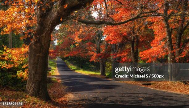 empty road amidst trees in forest during autumn,blackheath,new south wales,australia - green and red autumn leaves australia stock pictures, royalty-free photos & images