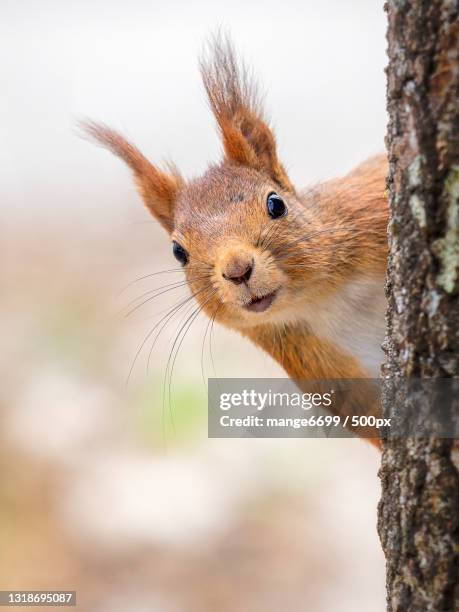 close-up of squirrel on tree trunk,tumba,botkyrka,sweden - ardilla fotografías e imágenes de stock