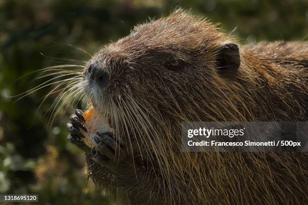 close-up of bear on field,sesto fiorentino,florence,italy - nutria stock pictures, royalty-free photos & images