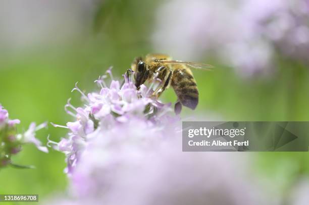 biene auf der blüte des bohnenkraut - summer savoury stock pictures, royalty-free photos & images