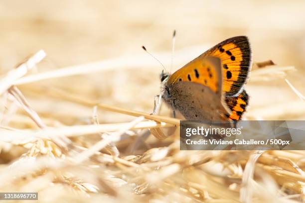 close-up of butterfly on plant,france - viviane caballero foto e immagini stock
