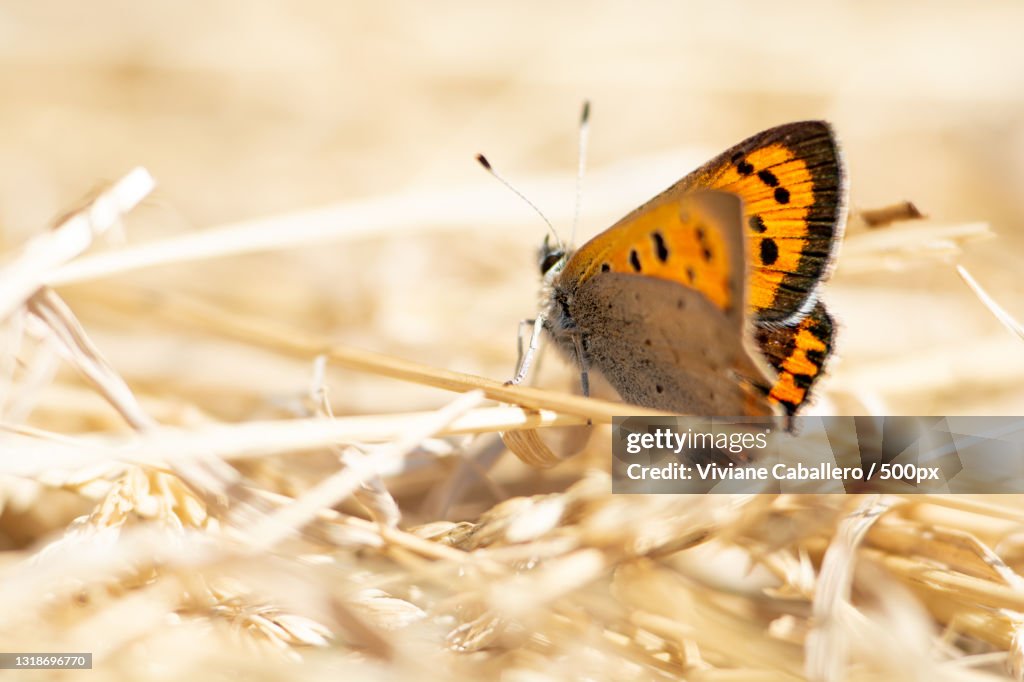 Close-up of butterfly on plant,France