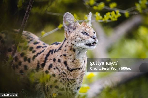 close-up of leopard looking away - serval stockfoto's en -beelden