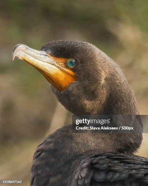 close-up of cormorant perching outdoors - phalacrocorax carbo stock pictures, royalty-free photos & images