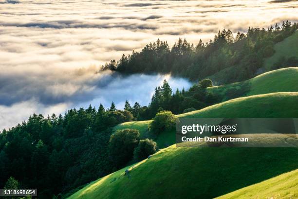 rolling green hills in california, usa - noordelijk californië stockfoto's en -beelden