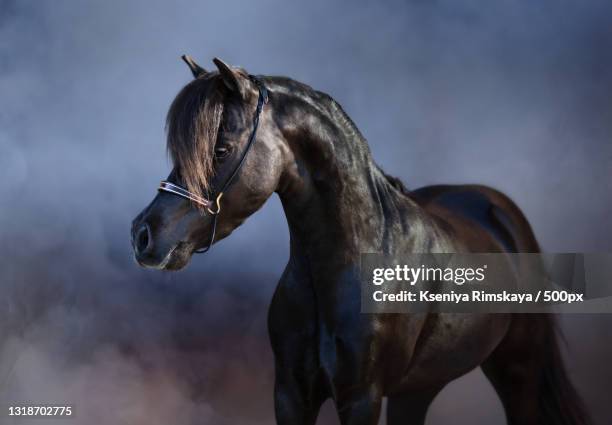 portrait of thoroughbred horse standing against cloudy sky - miniature horse stock pictures, royalty-free photos & images