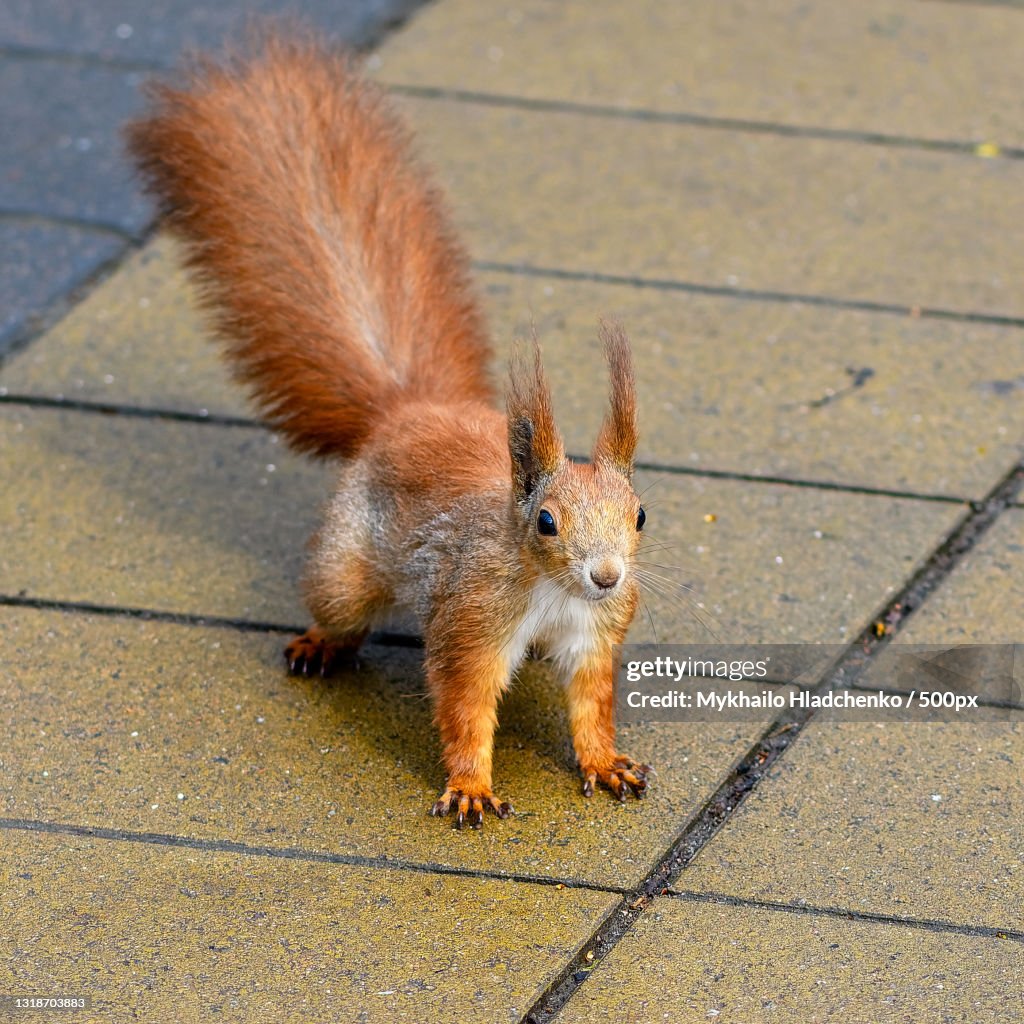High Angle View Of Squirrel On Footpathlvivukraine High-Res Stock Photo -  Getty Images