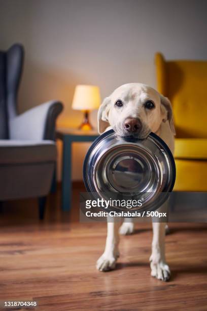 hungry dog with sad eyes is waiting for feeding at home - dog bowl fotografías e imágenes de stock