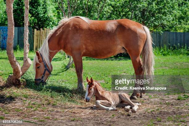 chestnut mare horse with chestnut foal - stock photo - female animal stock pictures, royalty-free photos & images