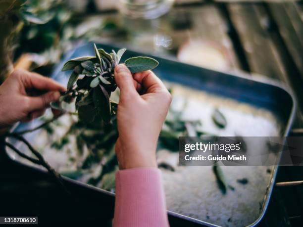 hands harvesting salvia or sage from gardening. - tea sage stock pictures, royalty-free photos & images