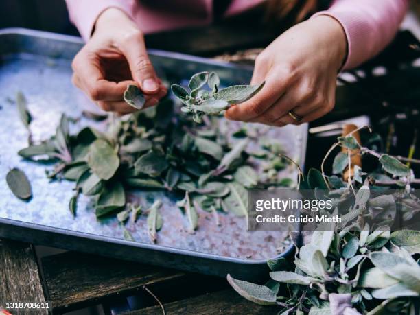 woman harvesting salvia or sage from gardening. - herb stock pictures, royalty-free photos & images