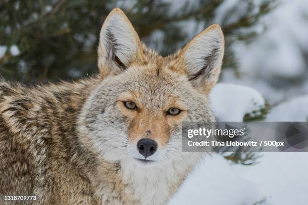 501 Coyote New Mexico Stock Photos, High-Res Pictures, and Images