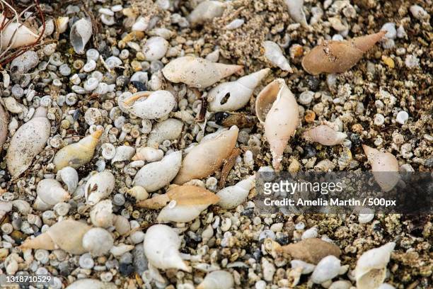 high angle view of pebbles on beach - pond snail 個照片及圖片檔