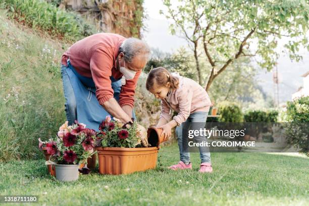 grandfather with his granddaughter planting plants in flower pots in the garden - granddaughter stock pictures, royalty-free photos & images