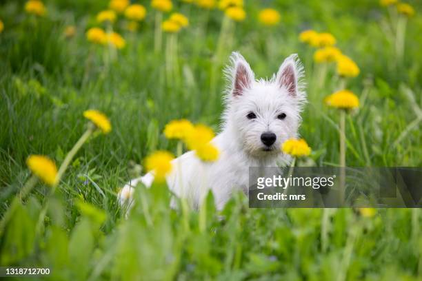 west highland white terrier - west highland white terrier stock-fotos und bilder