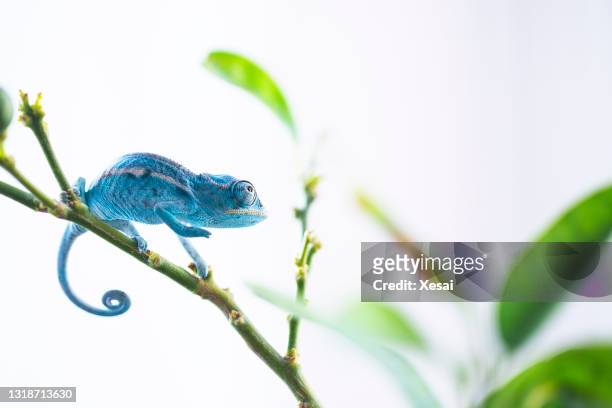 studio die van baby phanterkameleon in terrarium, furcifer pardalis is ontsproten - chameleon stockfoto's en -beelden