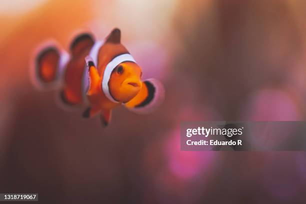Orange Clownfish Photos and Premium High Res Pictures - Getty Images