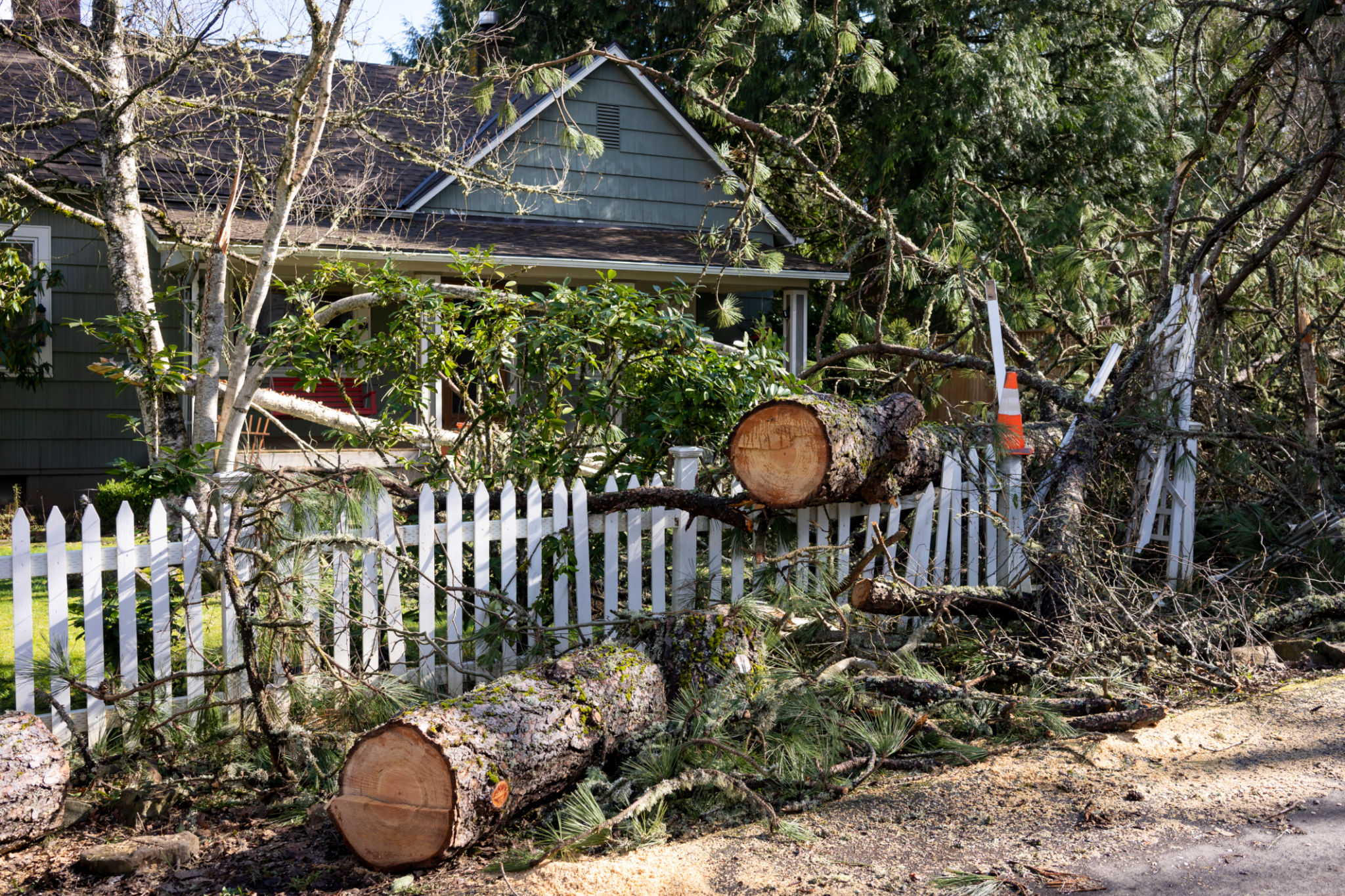 storm damage trees