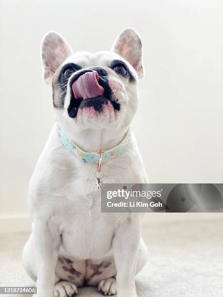 portrait of a pied french bulldog - licking lips stock pictures, royalty-free photos & images
