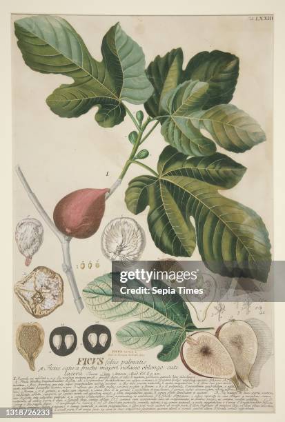 Johann Jakob Haid, German 1704-1767, After: Georg Dionysius Ehret, German, 1708–1770, Ficus carica, pl. LXXIII from Plantae Selectae , Engraving,...