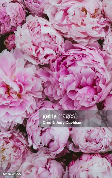 full frame peonies - flowers full frame stock pictures, royalty-free photos & images