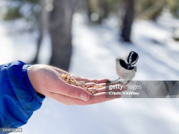 kinderwandern und erkunden mit kükenvögeln, die auf ihm landen und vogelsamen essen - chickadee stock-fotos und bilder