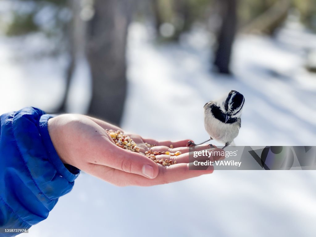 Child hiking and exploring with chickadee birds landing on him and eating bird seed
