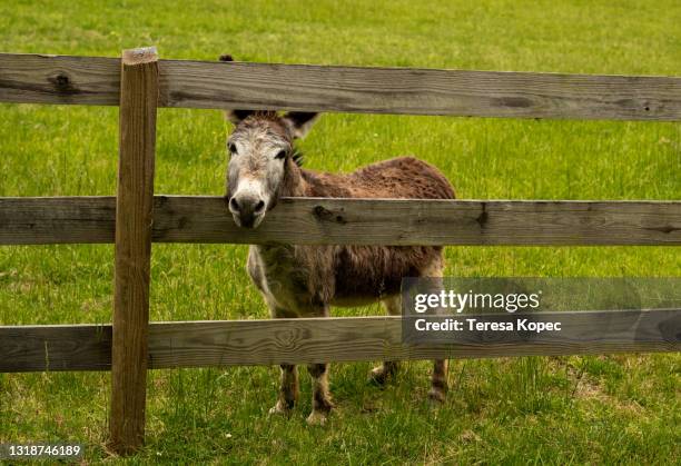 young donkey peeking through fence - braying stock pictures, royalty-free photos & images