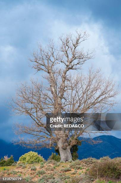 Downy oak . Villanova Strisaili. Villagrande Strisaili. Sardinia. Italy. Europe.