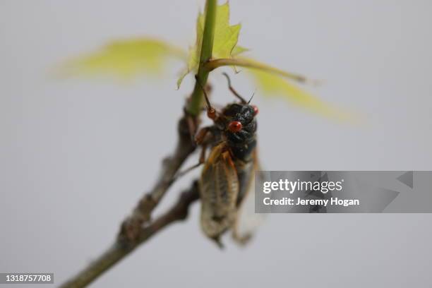 Exploding Cicada 49 Cicada Lifecycle Stock Photos, High-Res Pictures, and Images - Getty ...