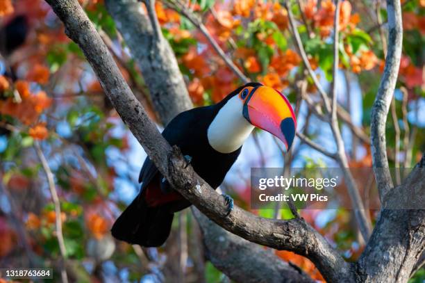 Toco toucan , Pantanal, Mato Grosso do Sul, Brazil..