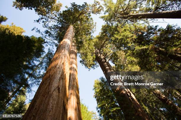 giant sequoia trees - redwood forest stock pictures, royalty-free photos & images