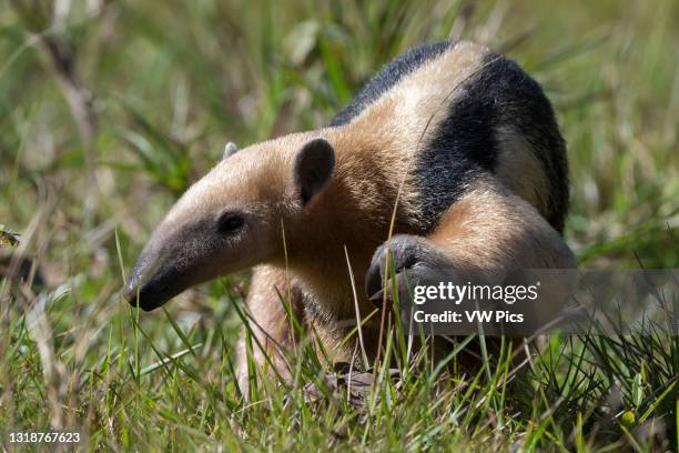 Southern tamandua , Pantanal, Mato Grosso do Sul, Brazil..