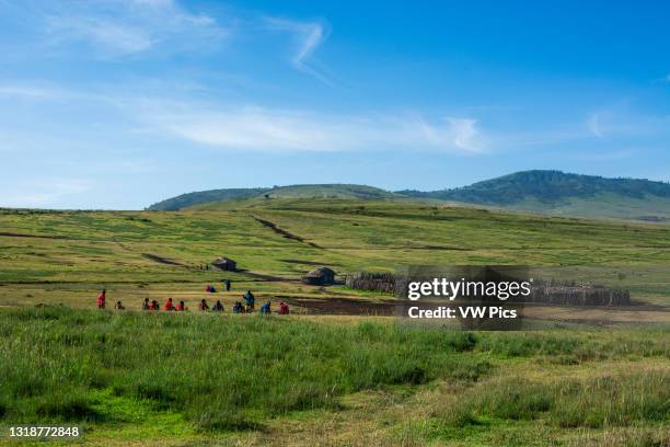 Masai village in the Ngorongoro Conservation Area, Serengeti, Tanzania..