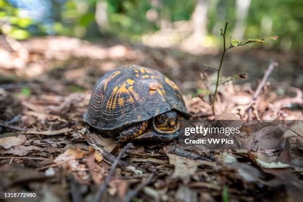 Box Turtle Shell Photos and Premium High Res Pictures - Getty Images