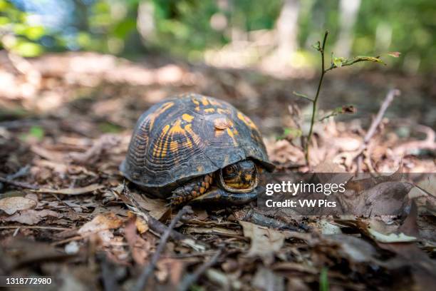 Box Turtle peeking out of its shell in Nanjemoy, MD.