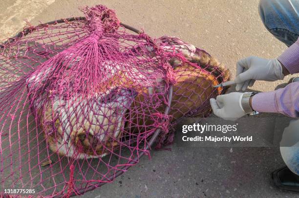 Street dog has been caught in the net trap and is been vaccinated. Under the National Rabies Eradication Program 2020 in Bangladesh, stray dogs are...