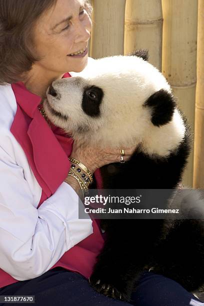 Queen Sofia of Spain visits Panda Bears at the Madrid Zoo Aquarium on March 29, 2011 in Madrid, Spain.